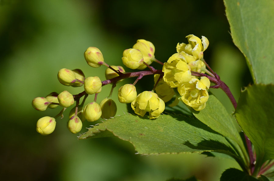 Berberis vulgaris, frutti e fiori